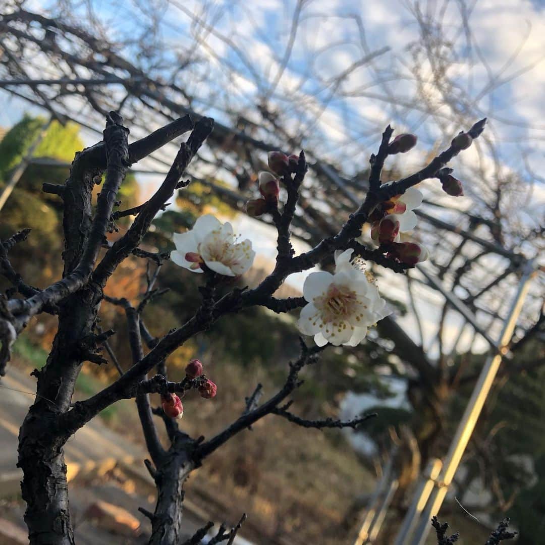 小石田純一さんのインスタグラム写真 - (小石田純一Instagram)「梅咲いてた。  #梅 #花 #flower」1月29日 11時46分 - koishida.trendy