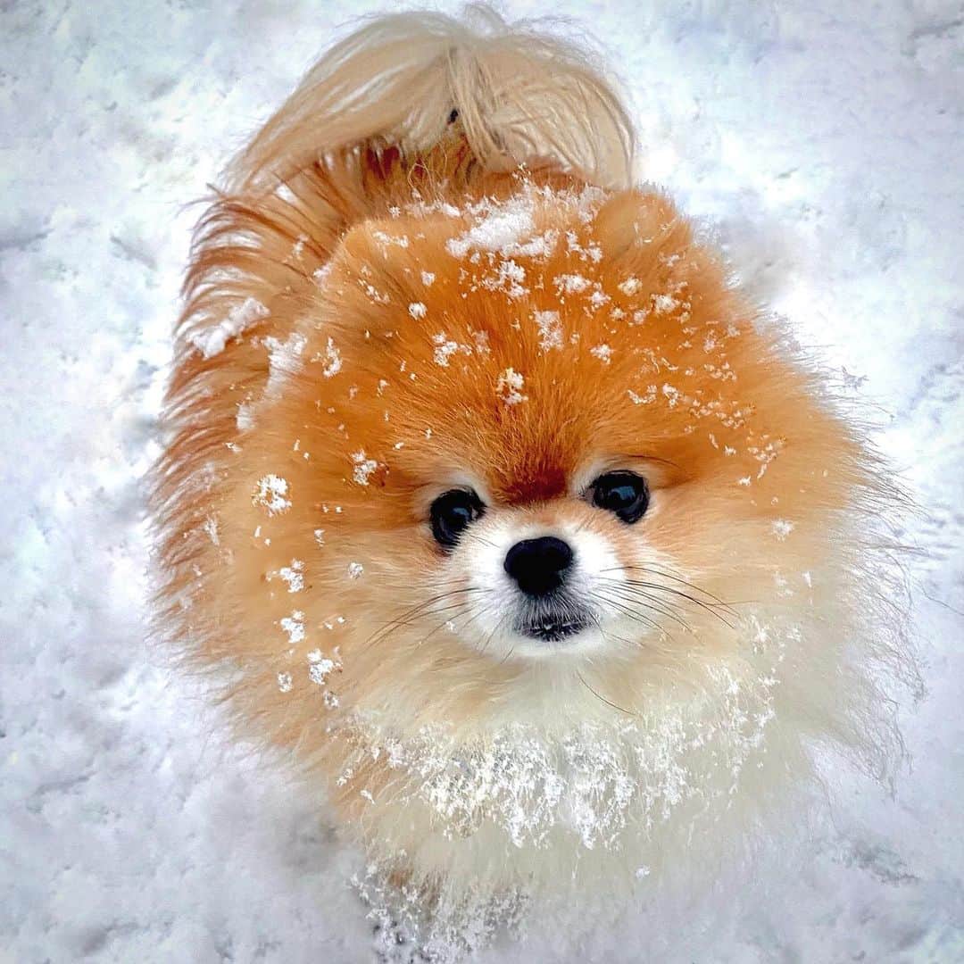 のインスタグラム：「Oh baby it’s cold outside🎶❄️Swipe to see some rare glimpses of the abominable snow girl⛄️💕😅」