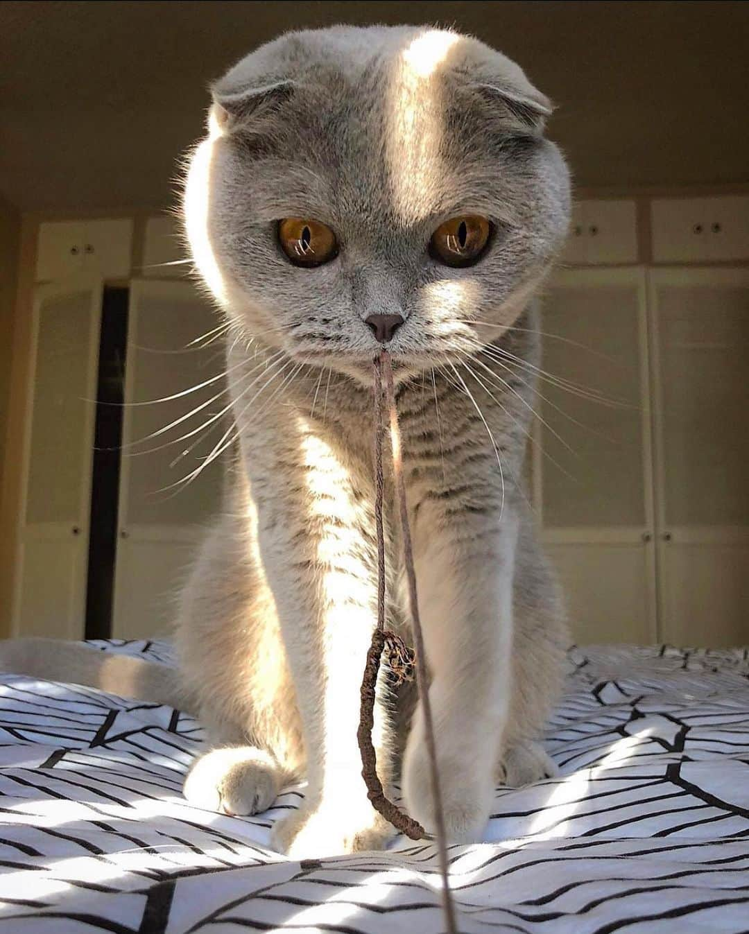 Millaのインスタグラム：「I’m Milla the Magician 🪄... watch me turn your shoes 👟 into slippers 🥿! 😹 Did you like my magic trick? 😺 #MillaTheCat #ShoeCollector #tbt #notraceofashoelace」