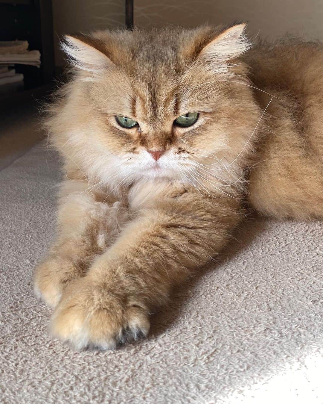 marikoのインスタグラム：「⚡️✨ なおのイリュージョン 見せてあげる😼 ①『気』をためています ・ ②左手ってからビーム〜⚡️✨ ・ ③なお、疲れました😽 ④あとは寝るだけ〜💤 ・ おしまい🐾 ・ なおちゃん❣️ 何それ〜〜🤣 ・ ・ #チンチラゴールデン #chinchillagolden #cat#ねこ#猫#ネコ #猫のいる暮らし」