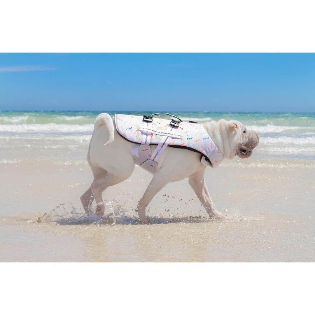 annie&pADdinGtoNさんのインスタグラム写真 - (annie&pADdinGtoNInstagram)「Splashing into the weekend like.. #happyfriday #weekend #weekendvibes #lambington #dogsatthebeach #sharpei #sharpeisofinstagram #sharpeisoftheworld #squishyfacecrew #wrinkles #love #beach #australia #dog #dogs #dogsofinstagram #doggo #doglife #instagood #weeklyfluff #ilovemydog #instadaily #tasmania #stylishhound #iloveyoutothemoonandback Lambington’s swim jacket is from @stylish.hound and is a size large」1月29日 13時18分 - anniepaddington