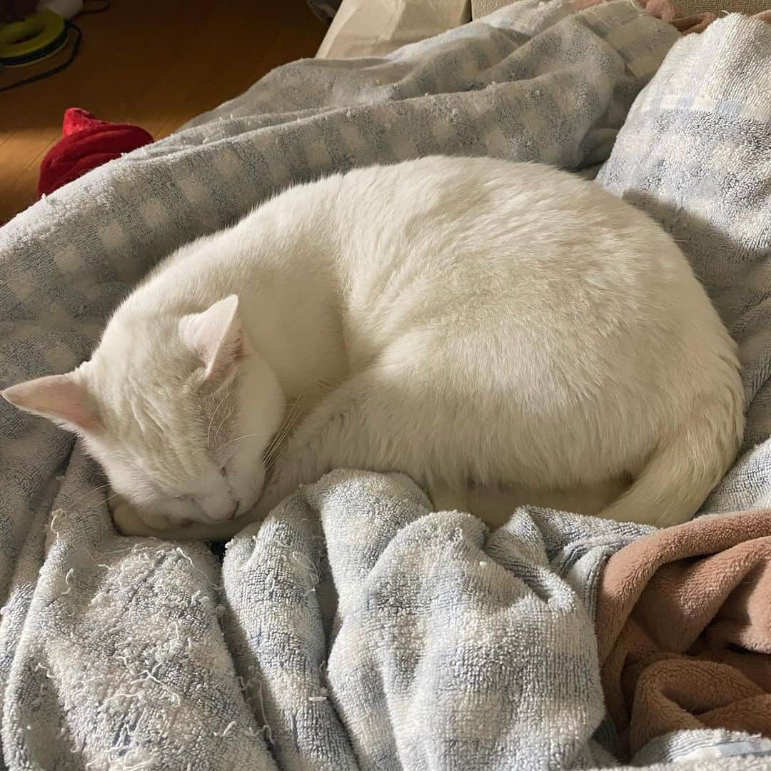 金巻ともこさんのインスタグラム写真 - (金巻ともこInstagram)「おやすみなさい  #cat #whitecat #白猫 #chatblanc #猫 #catstagram  #hakuchai」1月29日 13時17分 - tomotomoco