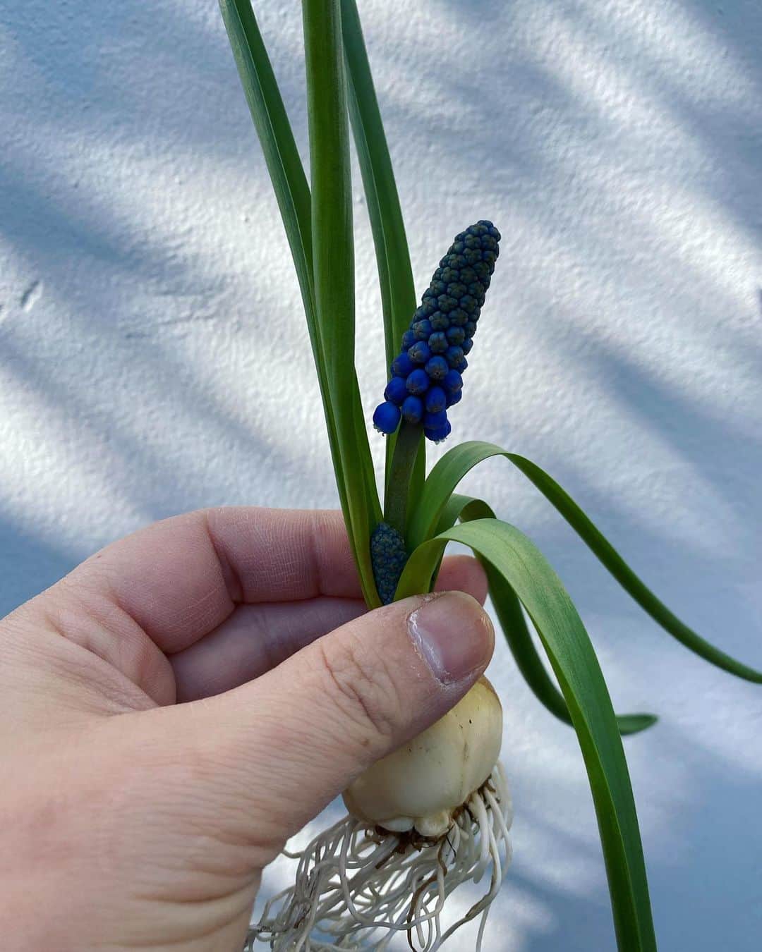 MILLE ECLAT.のグルメインスタ