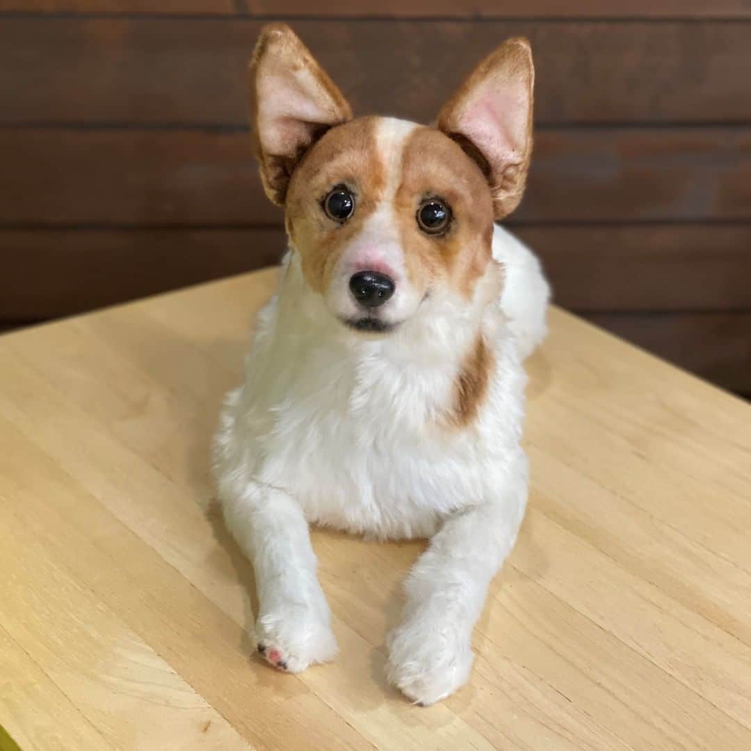 PECO Hugのインスタグラム：「#ジャックラッセルテリア のミルちゃんぬいぐるみをご紹介🐶✨ 伏せ姿を表現しました！ . . 【オーダーメイドぬいぐるみPECO Hug】 @pecohug_official https://www.pecohug.co.jp/  #pecohug #ペコハグ #オーダーメイドぬいぐるみ #犬 #dog #ぬいぐるみ #ぬいどり #愛犬 #ペット」