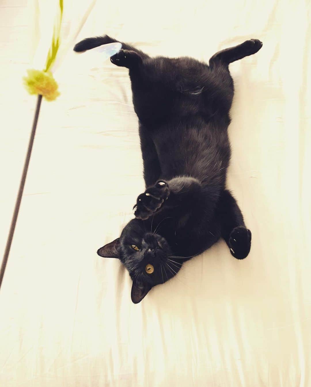 澤田友美さんのインスタグラム写真 - (澤田友美Instagram)「. じじまるの猫ぱんちもーしょん🐾🐈‍⬛笑 . . #blackcat #黒猫 #どんくさい💋」1月29日 14時11分 - tomomi__sawada