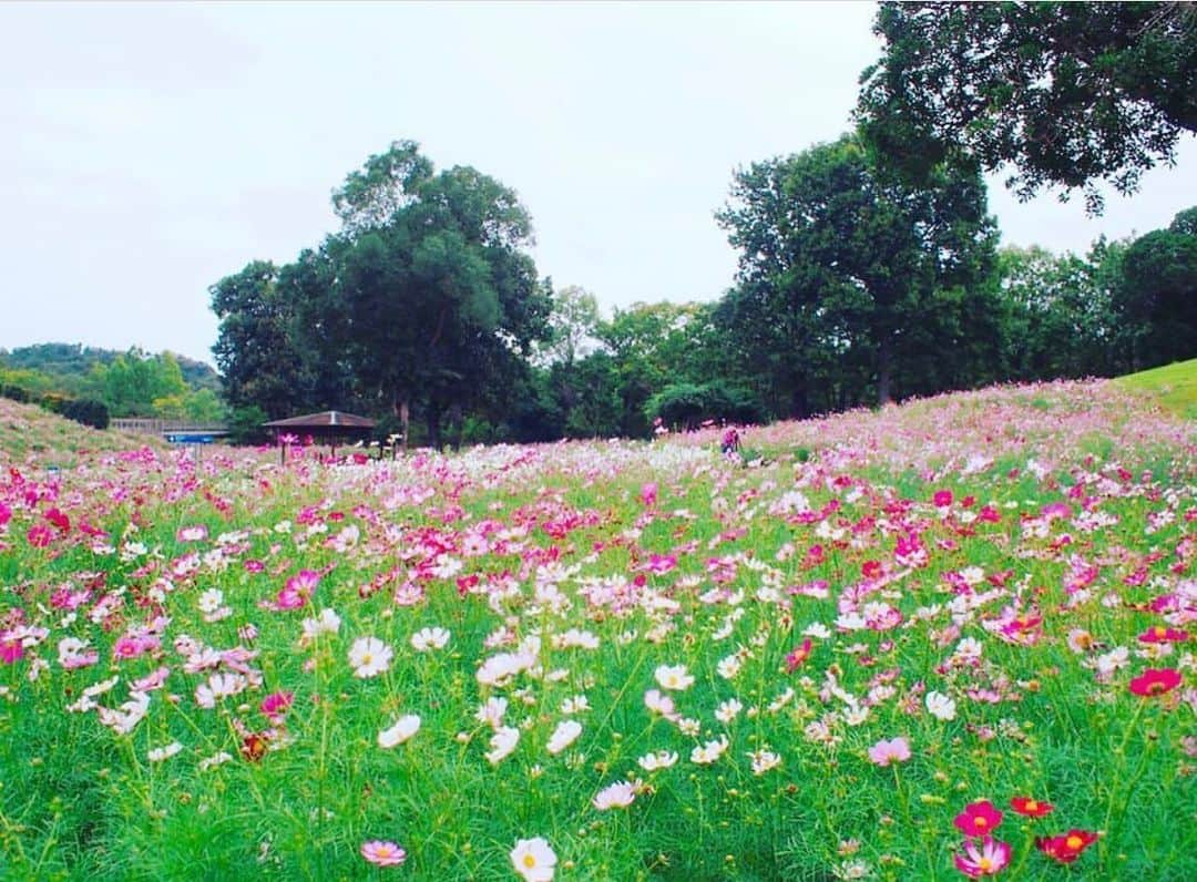 とぎもちさんのインスタグラム写真 - (とぎもちInstagram)「.﻿ ♡﻿ 【香川 카가와】﻿ ﻿ 秋のまんのう公園はお花満開😍😍﻿ ﻿ コスモスを中心に﻿ 綺麗なお花畑が広がってた🌸💓💓﻿ ﻿ 広くてお散歩するのに最高😊✨﻿ キレイだった~💕﻿ ﻿ .﻿ #香川キラリ旅 #国営讃岐まんのう公園 #絶景 #香川 #まんのう公園 #お花畑 #コスモス #만노공원 #만노 #카가와 #토기모치 #とぎもち #とぎもちkorea  #さぁ香川キラリ旅」1月29日 14時12分 - togistagram