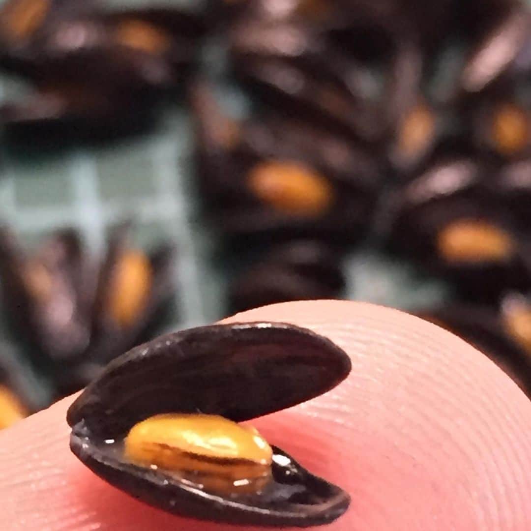 萩谷幹さんのインスタグラム写真 - (萩谷幹Instagram)「黒い殻を作ってる時に、 ふと気づくと、 得体の知れない虫に見えた事を ふと思い出す。  #ムール貝 #moule #cozza #mussel #miniature  #miniaturefood  #Polymer Clay #樹脂粘土」1月29日 14時54分 - kinkan3