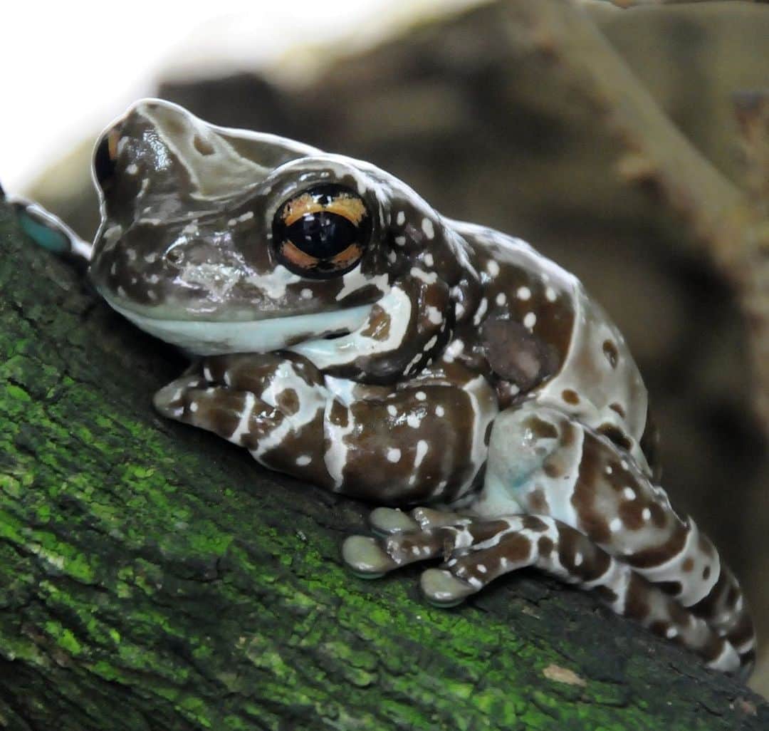 アメリカ自然史博物館のインスタグラム：「You don’t want to dip your cookies in the Amazon milk frog’s (Trachycephalus resinifictrix) “milk.” This amphibian’s common name refers to the poisonous, milky substance it secretes when under threat. This nocturnal frog inhabits the rainforests of South America, where it rests on leaves during the day and hunts for insects to munch on during the night. Photo: Joachim S. Müller, CC BY-NC-SA 2.0, flickr」
