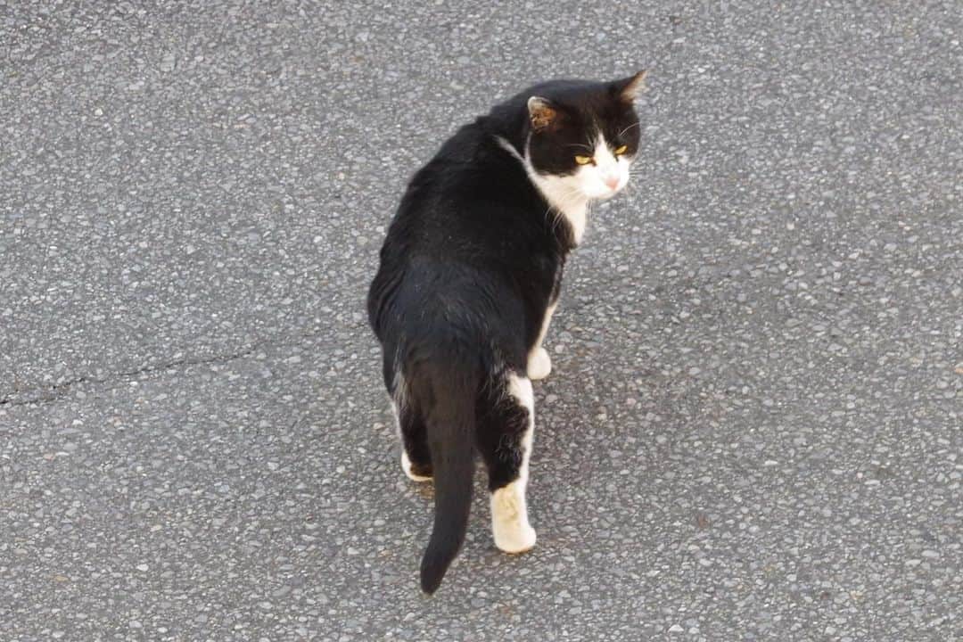 Kachimo Yoshimatsuさんのインスタグラム写真 - (Kachimo YoshimatsuInstagram)「おはようイカスミ！ Good Morning Ikasumi! 1/18以来の目撃。 決まった時間に来てよ〜！ やっぱり痩せてないからどこかで食べてる。 まあ無事でいて良かった！ #うちの猫ら #猫 #ikasumi #ねこ #cat #ネコ #catstagram #ネコ部 http://kachimo.exblog.jp」1月29日 15時06分 - kachimo