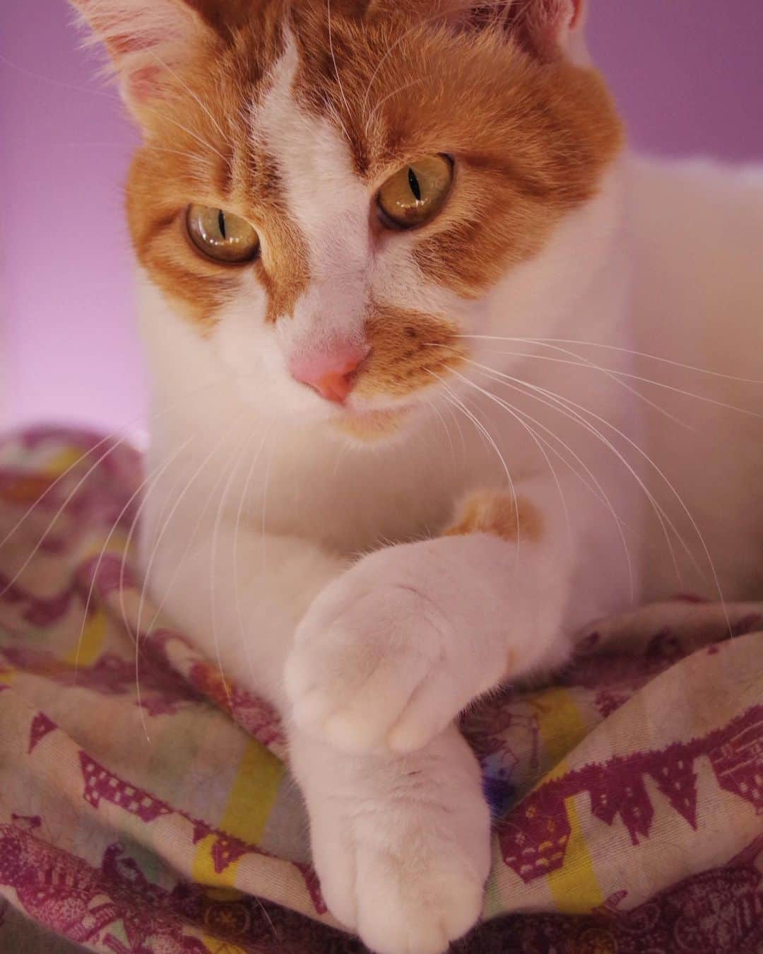Kachimo Yoshimatsuさんのインスタグラム写真 - (Kachimo YoshimatsuInstagram)「カッコつけ写真。 なんかカッコつけてる。 #うちの猫ら #oinari #猫 #ねこ #cat #ネコ #catstagram #ネコ部 http://kachimo.exblog.jp」1月29日 15時13分 - kachimo
