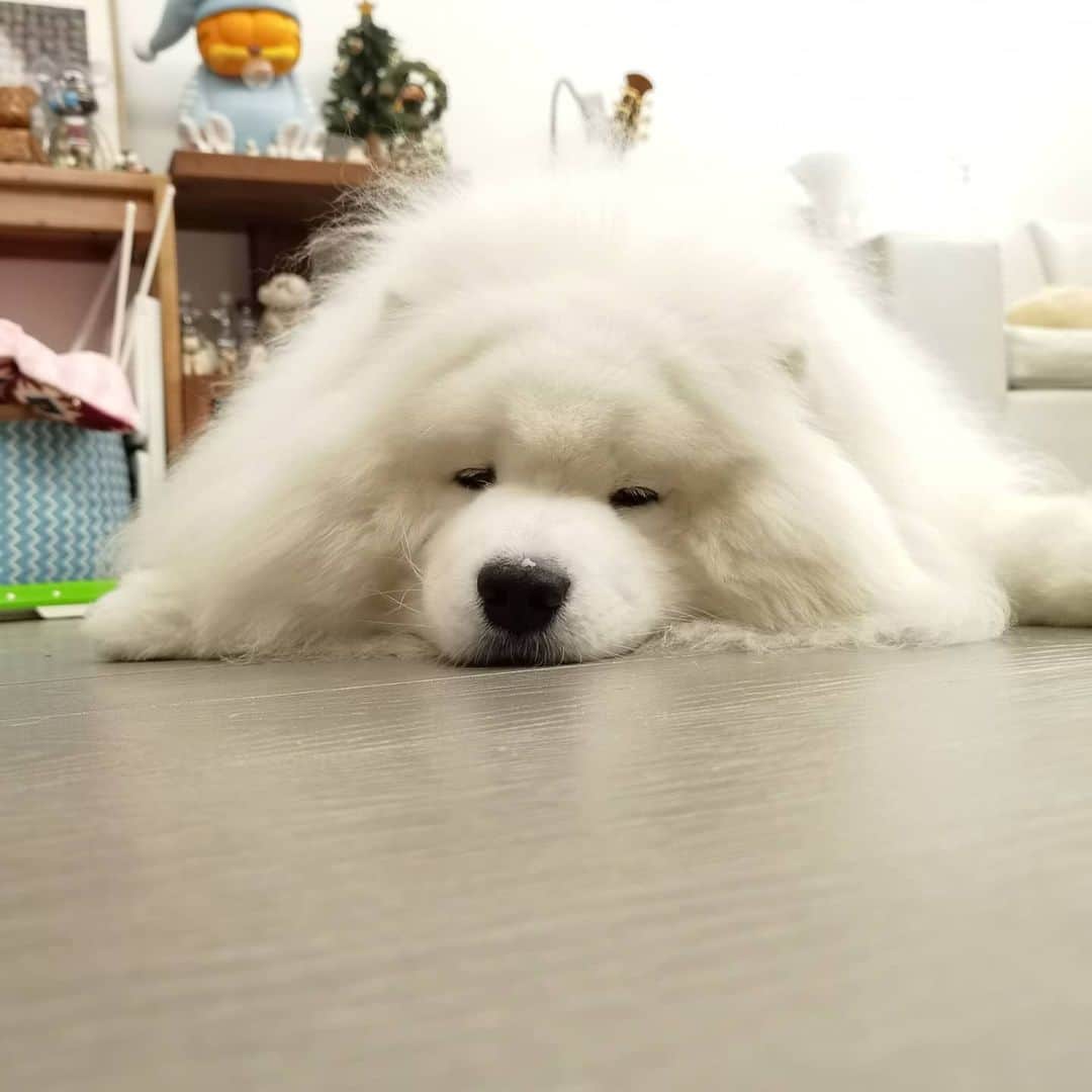 Alex Toのインスタグラム：「😊😊😊 #cute #dog #doglover #dogsofinstagram #dogoftheday #dogofthedayjp #dogstagram #fluffy #hkig #hongkong #ilovemydog #instadog #instagood #instamood #instagraphy #shibainu #samoyedoninstagram #pet #petlovers #petsofinstagram #petstagram #photooftheday #puppy #pupsofinstagram #samoyed #samoyedsofinstagram #webstagram #犬 #サモエド」