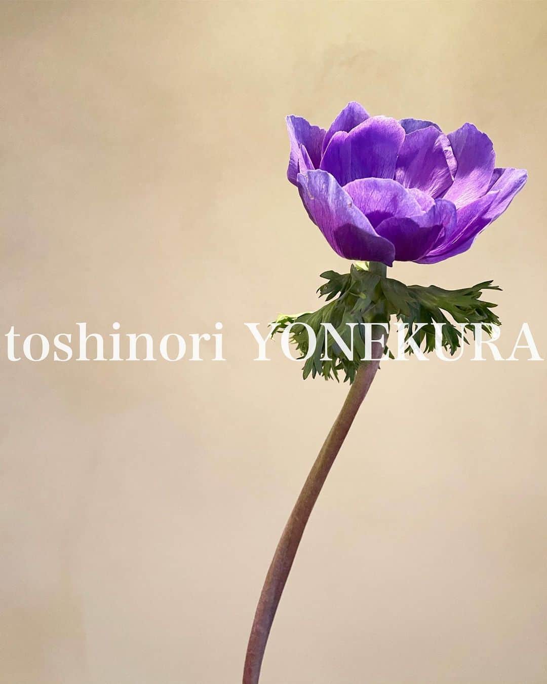米倉利紀さんのインスタグラム写真 - (米倉利紀Instagram)「flower of this week #男花 #花のある生活 #生きてる」1月29日 15時34分 - toshi_yonekura