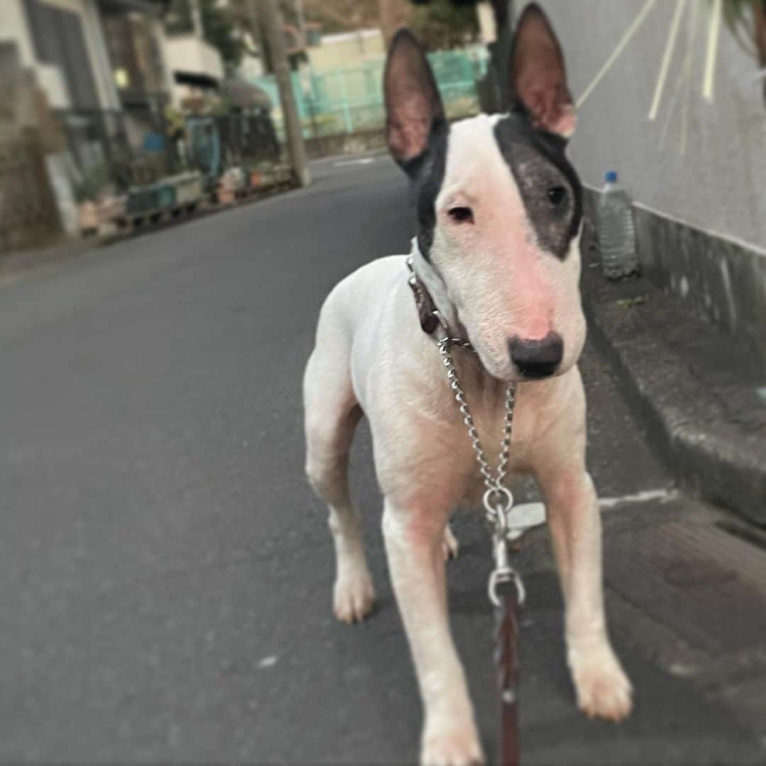のインスタグラム：「#minituru#bull#terrier#minibullterrier#miniturubullterrier#dog#dogstagram#cute#qtaro#love#family#ミニチュア#ブルテリア#ミニチュアブルテリア#Q太郎」