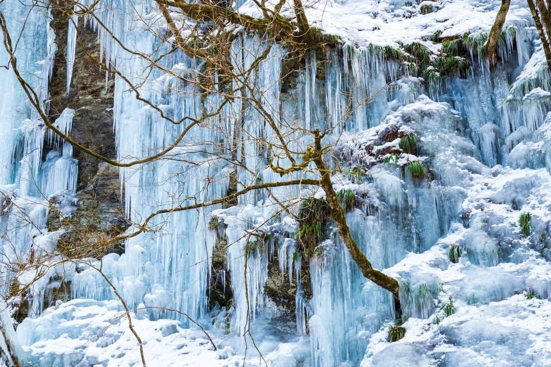 THE GATEのインスタグラム：「【 Misotsuchi Icicles // #chichibu 】 Misotsuchi Icicles is a winter spectacle in the city of Chichibu, Saitama. The icicles can be seen between mid-January and mid-February. . At the venues, you can see both natural and manmade icicles. The natural icicles are smaller than the man-made ones, but are unique since they differ in shape and size every year. . After sunset, the icicles are lit up. The lights change colors every 20 minutes and gives the icicles a romantic flair. . For a warm snack, visit Café Woodroof located near the venue. There, you can taste Chichibu specialties such as Miso Potato and Miso Konnyaku and warm up with drinks like amazake and coffee. . ————————————————————————————— ◉Adress 4066 Otaki, Chichibu-shi, Saitama  ————————————————————————————— Follow @thegate.japan for daily dose of inspiration from Japan and for your future travel. Tag your own photos from your past memories in Japan with #thegatejp to give us permission to repost !  Check more information about Japan. →@thegate.japan . #japanlovers #Japan_photogroup #viewing #Visitjapanphilipines #Visitjapantw #Visitjapanus #Visitjapanfr #Sightseeingjapan #Triptojapan #粉我 #Instatravelers #Instatravelphotography #Instatravellife #Instagramjapanphoto #snow #saitama #traveljapan #Icicles」