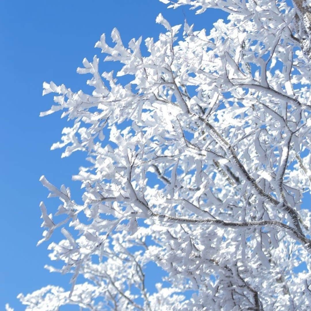 九州電力さんのインスタグラム写真 - (九州電力Instagram)「白髪岳の霧氷❄⁣ .⁣ 冬に麓から見上げると、山頂付近が白髪のように白く染まって見えることから「白髪岳」と呼ばれるんだとか💡⁣ ブナの原生林の雪化粧は、息を呑むような美しさです😳️⁣ .⁣ 📍白髪岳（熊本県球磨郡あさぎり町）⁣ .⁣ ※写真は過去に撮影されたものです。⁣ 気兼ねなくお出かけできる日が来るまで、お届けする九州の風景が、皆さまの元気や癒しになれば幸いです🍀⁣ 九電グループでは、「あしたプロジェクト～あしたを、しんじて、たすけあおう～」を展開しています。詳しくは、HPをご覧ください✨⁣ .⁣ #九電 #kyuden #九州の灯り #九州ぐらむ #広がり同盟 #九州旅行 #九州 #九州愛 #kyushu #熊本 #kumamoto #球磨郡 #球磨郡あさぎり町 #白髪岳 #雪山登山 #山岳写真 #スノーハイク #霧氷 #樹氷 #雪化粧 #白銀の世界 #冬景色 #絶景 #絶景スポット #日本の絶景 #景色最高 #幻想的な空間 #インスタスポット #フォトスポット #あしたプロジェクト」1月29日 17時00分 - kyuden_official