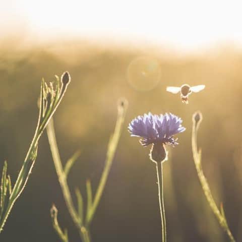 Melvita Officialさんのインスタグラム写真 - (Melvita OfficialInstagram)「Une histoire d’abeilles…🐝  Parce que Melvita n’existerait pas sans elles, nous sommes engagés depuis toujours dans leur préservation. Depuis 35 ans, ce sont plus de 1 150 ruches installées, abritant au total plus de 63 millions d’abeilles. 🐝  Alors, le saviez-vous ?  #melvita #cosmetique #bio #engage#organic #madeinfrance #abeille #bee #miel #honey #protection #environnement #sauvonslesabeilles」1月29日 17時00分 - melvitaofficial