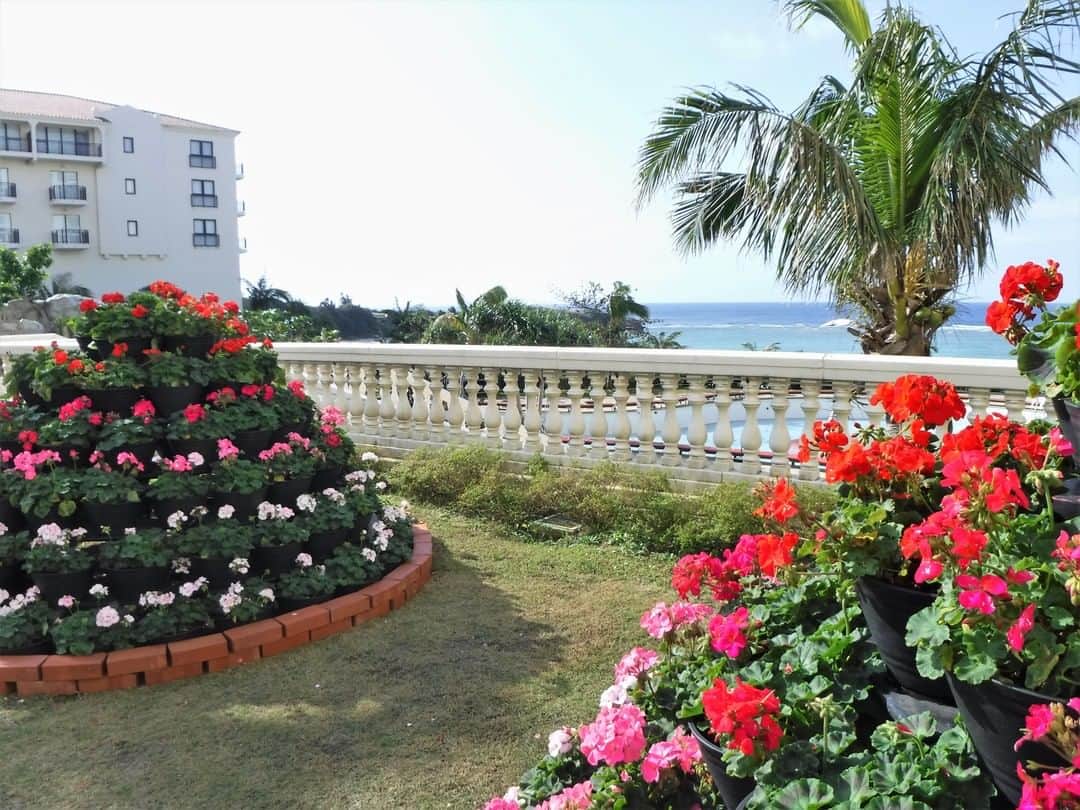 ホテル日航アリビラ 公式Instagramのインスタグラム：「今年も「沖縄花のカーニバル」が、県内各地で始まっています。 アリビラのパティオには、赤やピンク、白色などたくさんのゼラニウムで、 フラワータワーを作りました！ 海を背景にとても気持ちよさそうに咲いています。  #hotelnikkoalivila #alivila #hotelnikko #resort #okinawa #yomitan #ホテル日航アリビラ #アリビラ #ホテル日航 #リゾート #沖縄 #読谷 #花 #フラワー #海 #癒し」