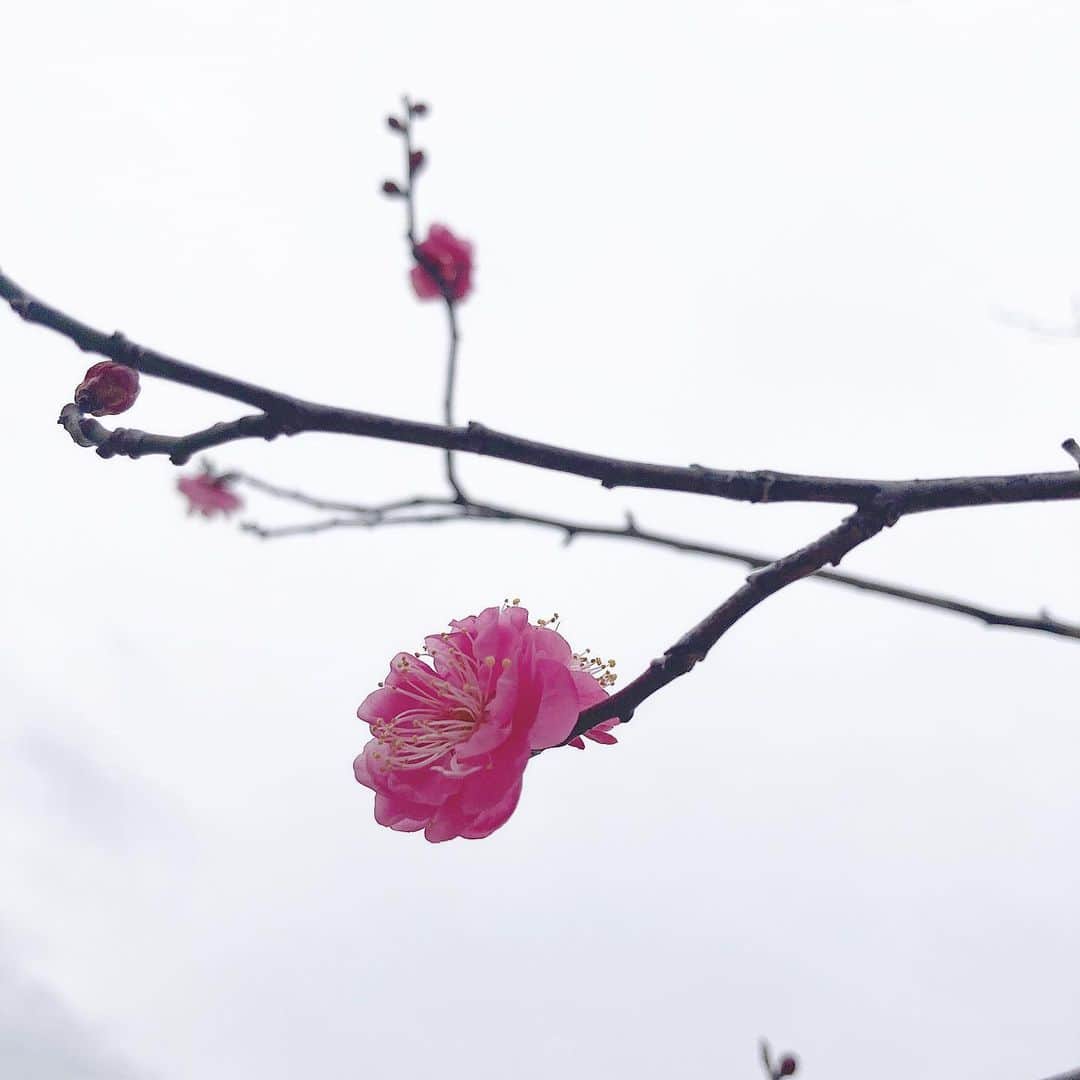 岩崎愛のインスタグラム：「春は近いのかな🌸 と思ったら昨日は雪降ったね☃️ . #梅の花」