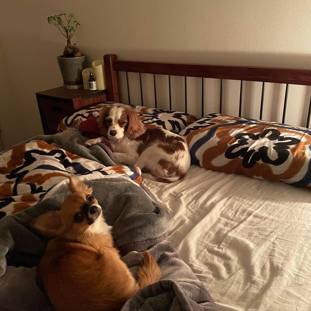 村上佳菜子さんのインスタグラム写真 - (村上佳菜子Instagram)「... . ベットルーム . . . #ベッド #bed #bedroom #家族 #犬 #ViVi #キャバリアキングチャールズスパニエル  #Chico #ロングコートチワワ  @vivi.chico  #村上佳菜子　#kanakomurakami #figureskater #figureskating」1月29日 17時18分 - kanako_m_official