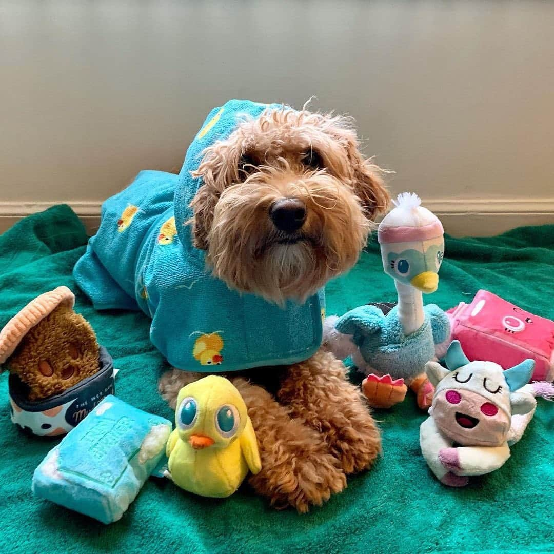 BarkBoxさんのインスタグラム写真 - (BarkBoxInstagram)「Sit, Stay, Spa Day pics that made my HEART SMILE 🥰⁠⁠ FEATURING:⁠⁠ @martinitheteenyweenie  @pocky.shiba  @lately.with.lionel  @arnoldpomer  @flynnstagramrider  @mr.wilson_toyaussie  @lifeofharleythecorgi  @noodle.thedooodle」1月30日 4時13分 - barkbox