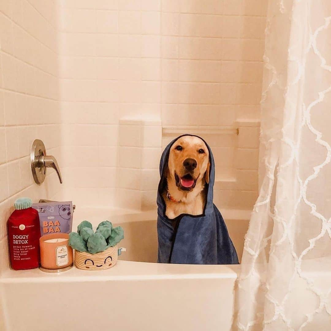 BarkBoxさんのインスタグラム写真 - (BarkBoxInstagram)「Sit, Stay, Spa Day pics that made my HEART SMILE 🥰⁠⁠ FEATURING:⁠⁠ @martinitheteenyweenie  @pocky.shiba  @lately.with.lionel  @arnoldpomer  @flynnstagramrider  @mr.wilson_toyaussie  @lifeofharleythecorgi  @noodle.thedooodle」1月30日 4時13分 - barkbox