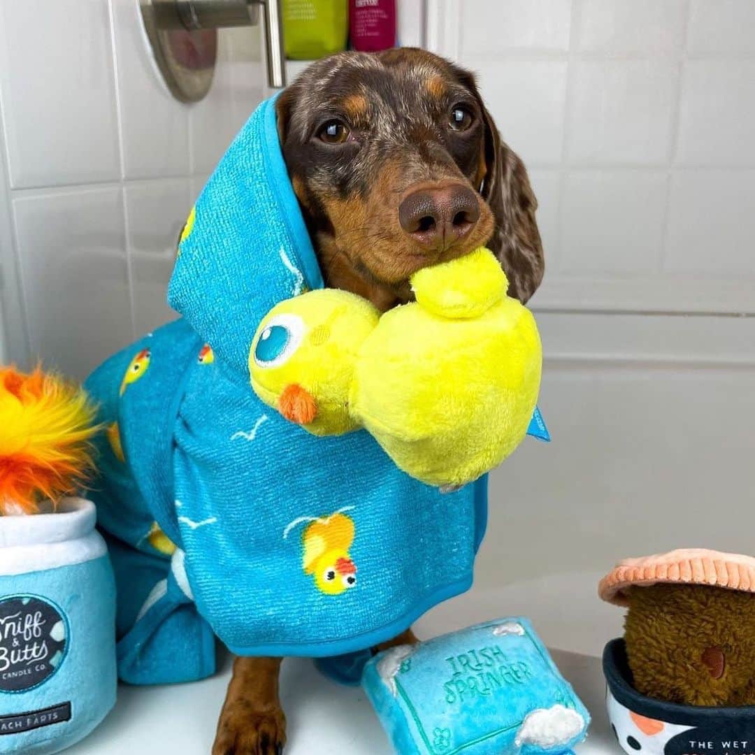 BarkBoxのインスタグラム：「Sit, Stay, Spa Day pics that made my HEART SMILE 🥰⁠⁠ FEATURING:⁠⁠ @martinitheteenyweenie  @pocky.shiba  @lately.with.lionel  @arnoldpomer  @flynnstagramrider  @mr.wilson_toyaussie  @lifeofharleythecorgi  @noodle.thedooodle」