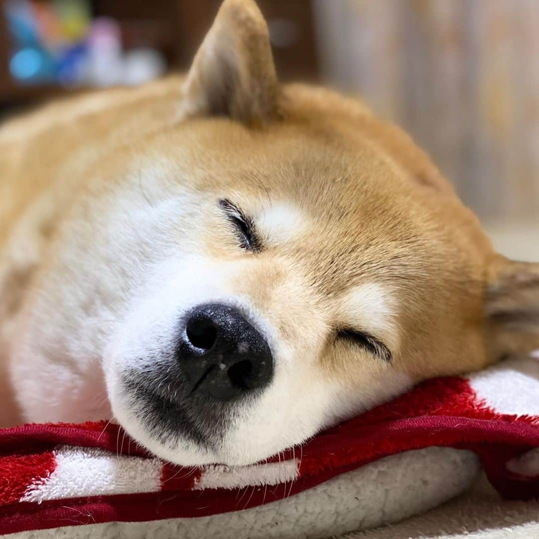 まる（まるたろう）さんのインスタグラム写真 - (まる（まるたろう）Instagram)「Good night!✨🐶💤✨パパと一緒にうたた寝しちゃってた〜 #お布団行かないと #風邪ひいちゃうよ #ほら #はよ」1月30日 2時48分 - marutaro