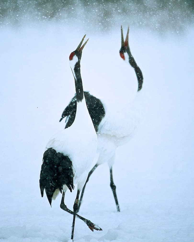 Tim Lamanのインスタグラム：「Photo by @TimLaman.  A pair of Red-crowned Cranes perform a duet during their courtship ritual in Hokkaido, Japan while snow gently falls.  Red-crowned Cranes symbolize love, long life, good luck, happiness, fidelity in marriage.  What could be better for a Valentines Day gift than a print of these wonderful birds? - Flash sale on now till Monday.  20% off, and guaranteed arrival by Feb 14 if you order by Monday, Feb 1.  See the full selection at link in bio or www.timlamanfineart.com. - #love #redcrownedcranes #snow #Japan #Hokkaido #birds #birdphotography」