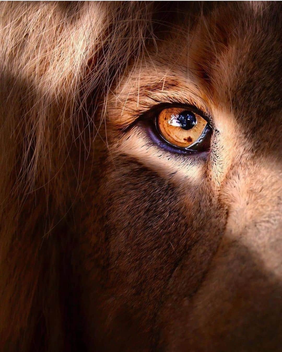 バフェティンビ・ゴミスさんのインスタグラム写真 - (バフェティンビ・ゴミスInstagram)「When the Lion sets his goal or prey, he will not take his eyes off it until he has obtained it. 🦁🏆💙 #thelioniscoming」1月30日 3時03分 - bafetimbigomis