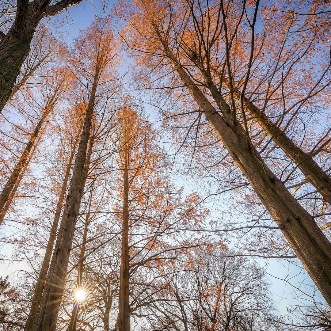 ニューヨーク植物園のインスタグラム：「National Puzzle Day may bring to mind jigsaw challenges that feature colorful paintings, cityscapes, and complex photographs for you to reassemble—but brain-teasing conundrums fit in just as well, such as the story of the Metasequoia, a tree whose "extinction" puzzled botanists across the study of 100-million-year-old fossils, national boundaries, a World War, and a surprising forest discovery. . Hit the link in our bio to learn more about the fascinating history of Metasequioa glyptostroboides, seen here growing in our Benenson Ornamental Conifer Collection—a story of discovery, seeming extinction, and reemergence through the hard work of scientists and horticulturists. . #Metasequioa #NationalPuzzleDay #plantlove #nybgathome #museumfromhome」