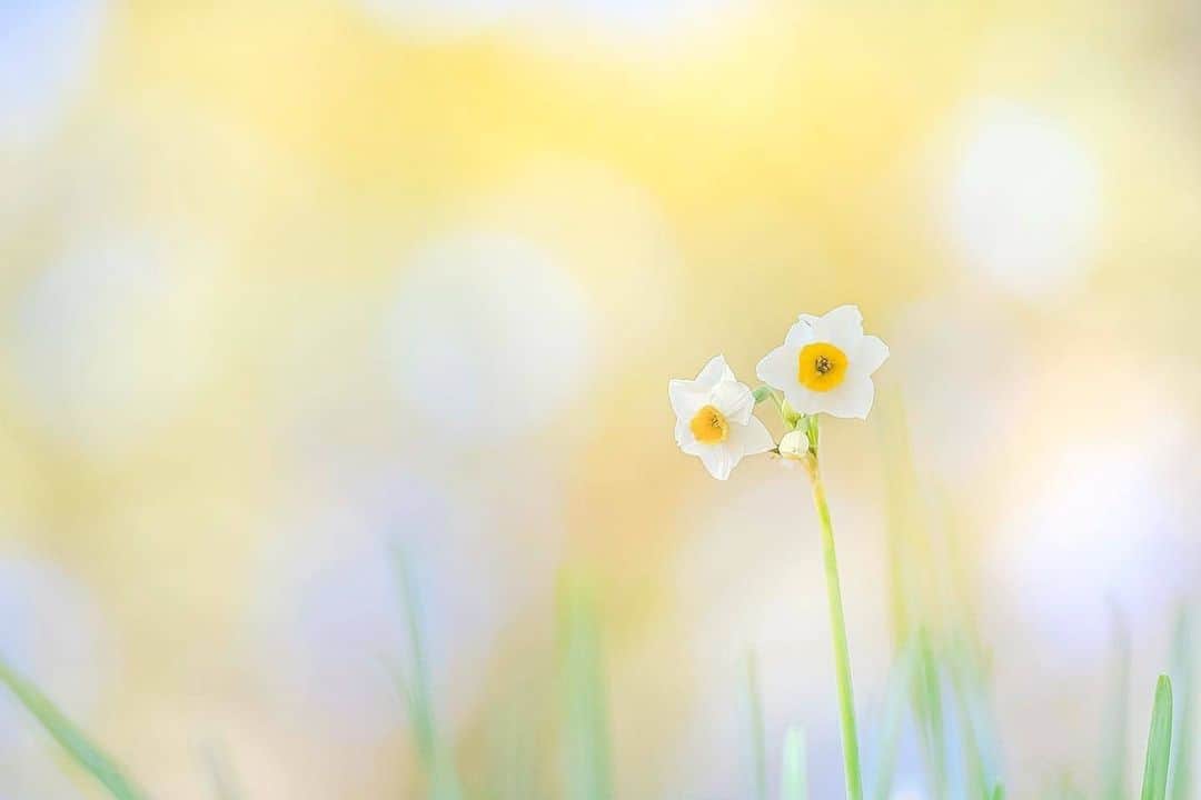 花の写真館のインスタグラム：「Photo by @yoceantoi.⠀ https://instagram.com/yoceantoi/⠀ .⠀ Original Post[投稿いただいたURL]⠀ https://www.instagram.com/p/B7vA4BDAo76/⠀ .⠀ 本アカウントは、 #私の花の写真 をつけてInstagramに投稿された皆さまの花の写真や、「花の写真館」Facebookページで投稿された花の写真を紹介します。⠀ 「花の写真館」Facebookページは、「 @floral.photograph 」のプロフィールにあるURLからご覧ください。⠀ .⠀ ※各自、政府、自治体など公的機関の指示に従った行動をお願いします。⠀⠀ 東京カメラ部および分室では、写真を「見る楽しみ」を提供することを通して、微力ながら皆様にわずかな時間でも癒しをお届けしたいと思っております。⠀ ※本アカウントは東京カメラ部がFacebook、Instagramのサービスを利用して運営しているもので、Facebook社・Instagramとは一切関係ありません。⠀ .⠀ #花の写真館 #floralphotograph #floralphoto #flower #flowers⠀ Follow: @floral.photograph」