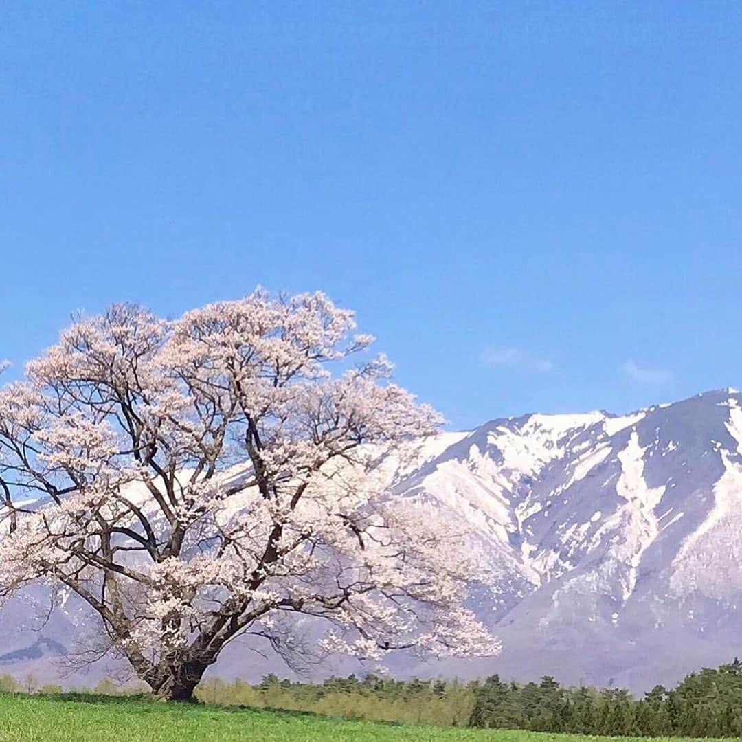 botanist officialさんのインスタグラム写真 - (botanist officialInstagram)「【春の夢を、咲かせる。】 1/31（日）まで【Bloom your Dream】スプリングキャンペーン開催中🌸 ⠀⠀ 皆さまからのご応募していただいた素敵な桜の写真は、特設サイトのさくらマップでご紹介📸 今日は、その中から一部をご紹介します。 ⠀⠀ 植物を育て、花を飾る。四季折々の花を飾ることで暮らしを豊かにする。​ 私たちは、花を愛でる文化を守って伝えていきたい。​ 外に出かけてお花見するのが難しいかもしれないから、​オンライン上で日本列島に桜の花を咲かせよう♪ ​⠀⠀ 最後まで、たくさんのご参加お待ちしております！ ご応募いただいた方の中から「さくらのミニ盆栽＆スプリングセット」を抽選50名様にプレゼント🎁 ⠀⠀ ＜開催期間＞ 1/8（金）～1/31（日） ⠀⠀ ＜プレゼント内容＞ 🌸さくらのミニ盆栽 🌸スプリングシャンプー・トリートメント 🌸スプリングヘアパフューム ※ シャンプー・トリートメントはモイスト、スムース、ダメージケアの3タイプからランダムのお渡しとなります ⠀⠀ ＜応募条件＞ ①さくらの写真に #春の夢を咲かせる を付けて投稿 ※写真はカメラロールにある過去に撮影したものでもOK ⠀⠀ ②撮影した場所（都道府県）を文章に入れてください ※特設サイトのさくらマップに投稿写真が反映されます ⠀⠀ ③日本列島をさくらで埋めよう！ ※みんなの投稿したさくらの写真を見ながら、一足早いお花見を楽しもう！ ⠀⠀ ✔︎ 特設サイトはプロフィール欄URLをご確認ください。 ✔︎ 当選発表はダイレクトメッセージにてご連絡させていただきます。 ⠀⠀ 📸Thank you for posting! @165.bluejellyfish @micchooooon @xx310.hrmxx @saa_mam0917 @n4ami @chichan0227 @kinako4687 ⠀⠀ #BloomyourDream #春の夢を咲かせる #BOTANIST #ボタニスト #botanisttokyo #ボタニストトウキョウ #botanicalbeauty ⠀⠀ 🗼@botanist_tokyo 🌍@botanist_global 🇨🇳@botanist_chines」1月29日 19時31分 - botanist_official