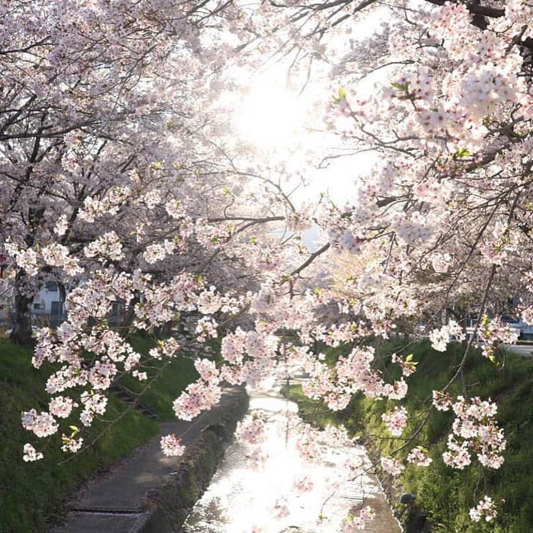 botanist officialさんのインスタグラム写真 - (botanist officialInstagram)「【春の夢を、咲かせる。】 1/31（日）まで【Bloom your Dream】スプリングキャンペーン開催中🌸 ⠀⠀ 皆さまからのご応募していただいた素敵な桜の写真は、特設サイトのさくらマップでご紹介📸 今日は、その中から一部をご紹介します。 ⠀⠀ 植物を育て、花を飾る。四季折々の花を飾ることで暮らしを豊かにする。​ 私たちは、花を愛でる文化を守って伝えていきたい。​ 外に出かけてお花見するのが難しいかもしれないから、​オンライン上で日本列島に桜の花を咲かせよう♪ ​⠀⠀ 最後まで、たくさんのご参加お待ちしております！ ご応募いただいた方の中から「さくらのミニ盆栽＆スプリングセット」を抽選50名様にプレゼント🎁 ⠀⠀ ＜開催期間＞ 1/8（金）～1/31（日） ⠀⠀ ＜プレゼント内容＞ 🌸さくらのミニ盆栽 🌸スプリングシャンプー・トリートメント 🌸スプリングヘアパフューム ※ シャンプー・トリートメントはモイスト、スムース、ダメージケアの3タイプからランダムのお渡しとなります ⠀⠀ ＜応募条件＞ ①さくらの写真に #春の夢を咲かせる を付けて投稿 ※写真はカメラロールにある過去に撮影したものでもOK ⠀⠀ ②撮影した場所（都道府県）を文章に入れてください ※特設サイトのさくらマップに投稿写真が反映されます ⠀⠀ ③日本列島をさくらで埋めよう！ ※みんなの投稿したさくらの写真を見ながら、一足早いお花見を楽しもう！ ⠀⠀ ✔︎ 特設サイトはプロフィール欄URLをご確認ください。 ✔︎ 当選発表はダイレクトメッセージにてご連絡させていただきます。 ⠀⠀ 📸Thank you for posting! @165.bluejellyfish @micchooooon @xx310.hrmxx @saa_mam0917 @n4ami @chichan0227 @kinako4687 ⠀⠀ #BloomyourDream #春の夢を咲かせる #BOTANIST #ボタニスト #botanisttokyo #ボタニストトウキョウ #botanicalbeauty ⠀⠀ 🗼@botanist_tokyo 🌍@botanist_global 🇨🇳@botanist_chines」1月29日 19時31分 - botanist_official