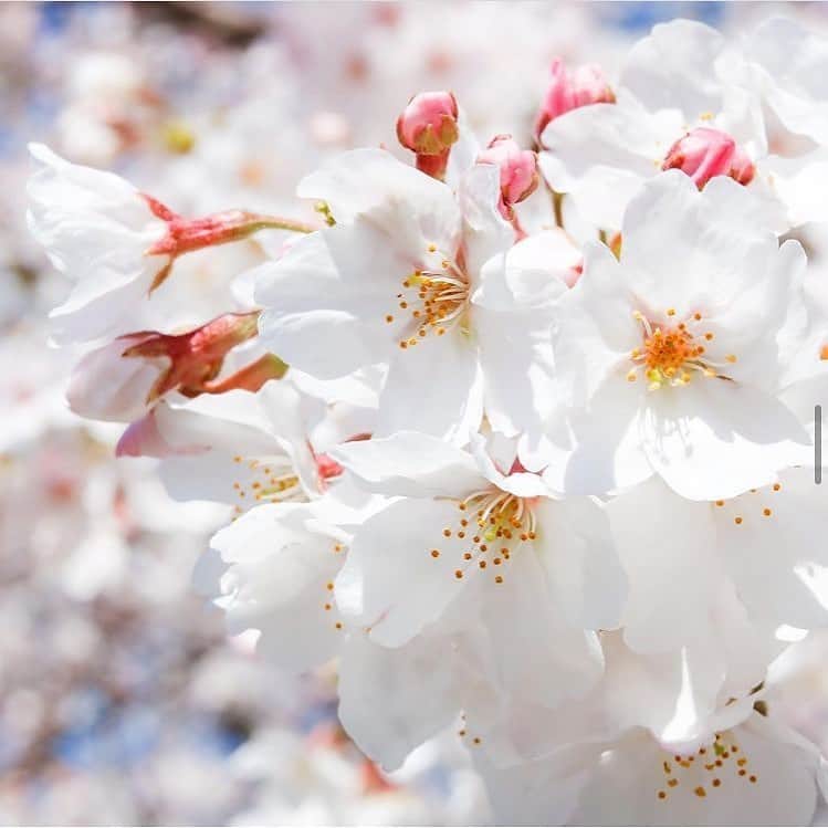 botanist officialさんのインスタグラム写真 - (botanist officialInstagram)「【春の夢を、咲かせる。】 1/31（日）まで【Bloom your Dream】スプリングキャンペーン開催中🌸 ⠀⠀ 皆さまからのご応募していただいた素敵な桜の写真は、特設サイトのさくらマップでご紹介📸 今日は、その中から一部をご紹介します。 ⠀⠀ 植物を育て、花を飾る。四季折々の花を飾ることで暮らしを豊かにする。​ 私たちは、花を愛でる文化を守って伝えていきたい。​ 外に出かけてお花見するのが難しいかもしれないから、​オンライン上で日本列島に桜の花を咲かせよう♪ ​⠀⠀ 最後まで、たくさんのご参加お待ちしております！ ご応募いただいた方の中から「さくらのミニ盆栽＆スプリングセット」を抽選50名様にプレゼント🎁 ⠀⠀ ＜開催期間＞ 1/8（金）～1/31（日） ⠀⠀ ＜プレゼント内容＞ 🌸さくらのミニ盆栽 🌸スプリングシャンプー・トリートメント 🌸スプリングヘアパフューム ※ シャンプー・トリートメントはモイスト、スムース、ダメージケアの3タイプからランダムのお渡しとなります ⠀⠀ ＜応募条件＞ ①さくらの写真に #春の夢を咲かせる を付けて投稿 ※写真はカメラロールにある過去に撮影したものでもOK ⠀⠀ ②撮影した場所（都道府県）を文章に入れてください ※特設サイトのさくらマップに投稿写真が反映されます ⠀⠀ ③日本列島をさくらで埋めよう！ ※みんなの投稿したさくらの写真を見ながら、一足早いお花見を楽しもう！ ⠀⠀ ✔︎ 特設サイトはプロフィール欄URLをご確認ください。 ✔︎ 当選発表はダイレクトメッセージにてご連絡させていただきます。 ⠀⠀ 📸Thank you for posting! @165.bluejellyfish @micchooooon @xx310.hrmxx @saa_mam0917 @n4ami @chichan0227 @kinako4687 ⠀⠀ #BloomyourDream #春の夢を咲かせる #BOTANIST #ボタニスト #botanisttokyo #ボタニストトウキョウ #botanicalbeauty ⠀⠀ 🗼@botanist_tokyo 🌍@botanist_global 🇨🇳@botanist_chines」1月29日 19時31分 - botanist_official