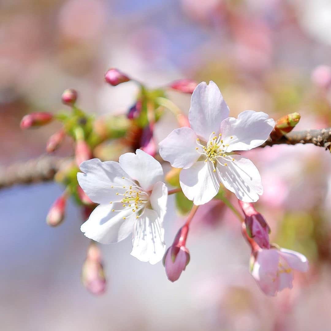 botanist officialさんのインスタグラム写真 - (botanist officialInstagram)「【春の夢を、咲かせる。】 1/31（日）まで【Bloom your Dream】スプリングキャンペーン開催中🌸 ⠀⠀ 皆さまからのご応募していただいた素敵な桜の写真は、特設サイトのさくらマップでご紹介📸 今日は、その中から一部をご紹介します。 ⠀⠀ 植物を育て、花を飾る。四季折々の花を飾ることで暮らしを豊かにする。​ 私たちは、花を愛でる文化を守って伝えていきたい。​ 外に出かけてお花見するのが難しいかもしれないから、​オンライン上で日本列島に桜の花を咲かせよう♪ ​⠀⠀ 最後まで、たくさんのご参加お待ちしております！ ご応募いただいた方の中から「さくらのミニ盆栽＆スプリングセット」を抽選50名様にプレゼント🎁 ⠀⠀ ＜開催期間＞ 1/8（金）～1/31（日） ⠀⠀ ＜プレゼント内容＞ 🌸さくらのミニ盆栽 🌸スプリングシャンプー・トリートメント 🌸スプリングヘアパフューム ※ シャンプー・トリートメントはモイスト、スムース、ダメージケアの3タイプからランダムのお渡しとなります ⠀⠀ ＜応募条件＞ ①さくらの写真に #春の夢を咲かせる を付けて投稿 ※写真はカメラロールにある過去に撮影したものでもOK ⠀⠀ ②撮影した場所（都道府県）を文章に入れてください ※特設サイトのさくらマップに投稿写真が反映されます ⠀⠀ ③日本列島をさくらで埋めよう！ ※みんなの投稿したさくらの写真を見ながら、一足早いお花見を楽しもう！ ⠀⠀ ✔︎ 特設サイトはプロフィール欄URLをご確認ください。 ✔︎ 当選発表はダイレクトメッセージにてご連絡させていただきます。 ⠀⠀ 📸Thank you for posting! @165.bluejellyfish @micchooooon @xx310.hrmxx @saa_mam0917 @n4ami @chichan0227 @kinako4687 ⠀⠀ #BloomyourDream #春の夢を咲かせる #BOTANIST #ボタニスト #botanisttokyo #ボタニストトウキョウ #botanicalbeauty ⠀⠀ 🗼@botanist_tokyo 🌍@botanist_global 🇨🇳@botanist_chines」1月29日 19時31分 - botanist_official