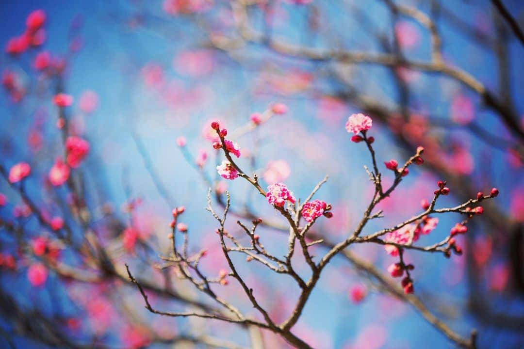 八芳園さんのインスタグラム写真 - (八芳園Instagram)「庭園の紅梅は見頃を迎えております。 . 青空に細く伸びる枝に、 大きな花をつけた紅梅。 . 鮮やかな色彩は 春を待ち望む美しさ。 . 花をつけ始めた白梅にも、 小さな鳥が 羽を休めにきました。 . 暖かな季節までもう少し。 . 少しずつ芽吹いていく庭園で、 春の気配を探してみてください。 . . #八芳園 #結婚式場 #日本庭園 #梅 #紅梅 #白梅 #冬 #花 . #東京観光 #東京カメラ部 #カメラ好きな人と繋がりたい #写真好きな人と繋がりたい #ファインダー越しの私の世界 #その瞬間に物語を #いまそら #風景写真 . #和装結婚式 #式場探し #プレ花嫁さんと繋がりたい . #japanesegarden #tokyotrip #forbestravelguide #japan_of_insta #bestphoto_japan #instravel #team_jp_ #japantravel #jp_mood #jp_views #flowerstagram」1月29日 19時36分 - happoen