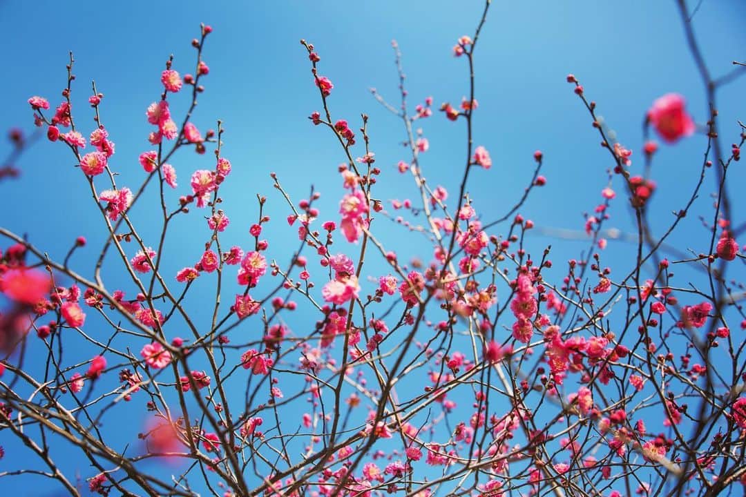 八芳園さんのインスタグラム写真 - (八芳園Instagram)「庭園の紅梅は見頃を迎えております。 . 青空に細く伸びる枝に、 大きな花をつけた紅梅。 . 鮮やかな色彩は 春を待ち望む美しさ。 . 花をつけ始めた白梅にも、 小さな鳥が 羽を休めにきました。 . 暖かな季節までもう少し。 . 少しずつ芽吹いていく庭園で、 春の気配を探してみてください。 . . #八芳園 #結婚式場 #日本庭園 #梅 #紅梅 #白梅 #冬 #花 . #東京観光 #東京カメラ部 #カメラ好きな人と繋がりたい #写真好きな人と繋がりたい #ファインダー越しの私の世界 #その瞬間に物語を #いまそら #風景写真 . #和装結婚式 #式場探し #プレ花嫁さんと繋がりたい . #japanesegarden #tokyotrip #forbestravelguide #japan_of_insta #bestphoto_japan #instravel #team_jp_ #japantravel #jp_mood #jp_views #flowerstagram」1月29日 19時36分 - happoen