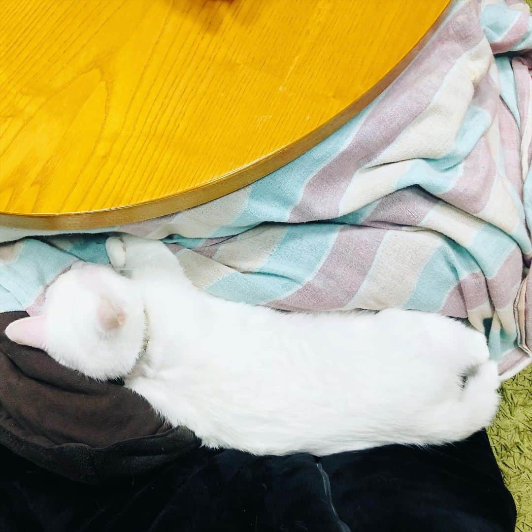 水谷さるころのインスタグラム：「私の膝の上で猫が溶けてる。　#おファルにゃん」