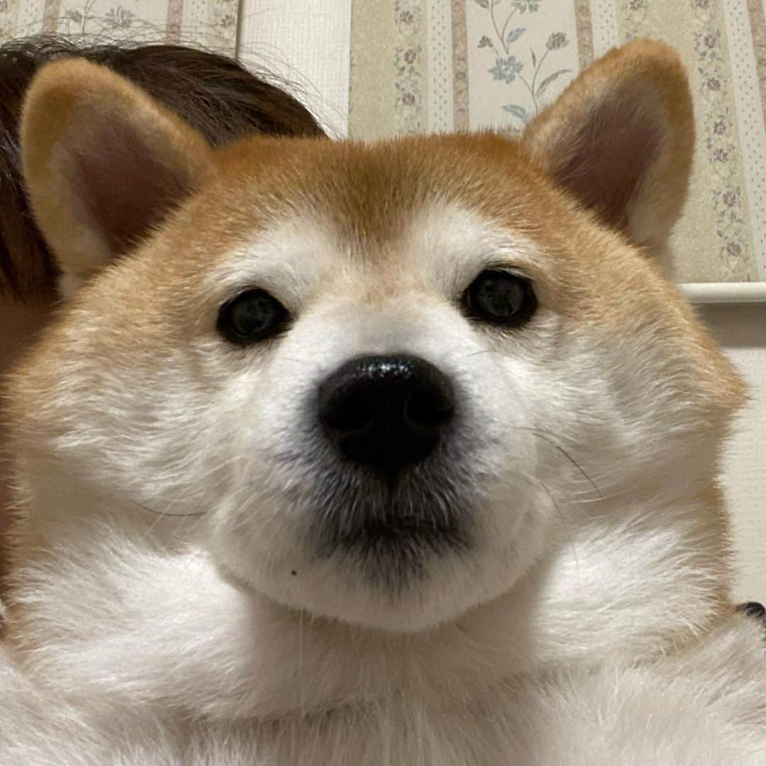 いなりのインスタグラム