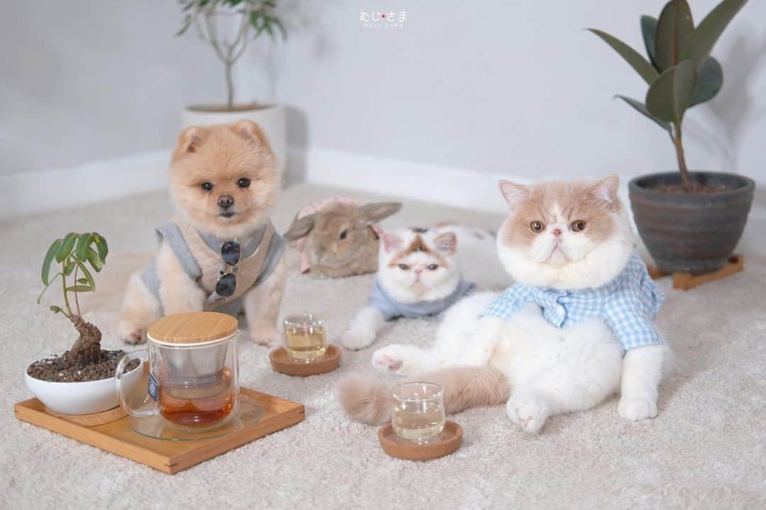 むじさまのインスタグラム