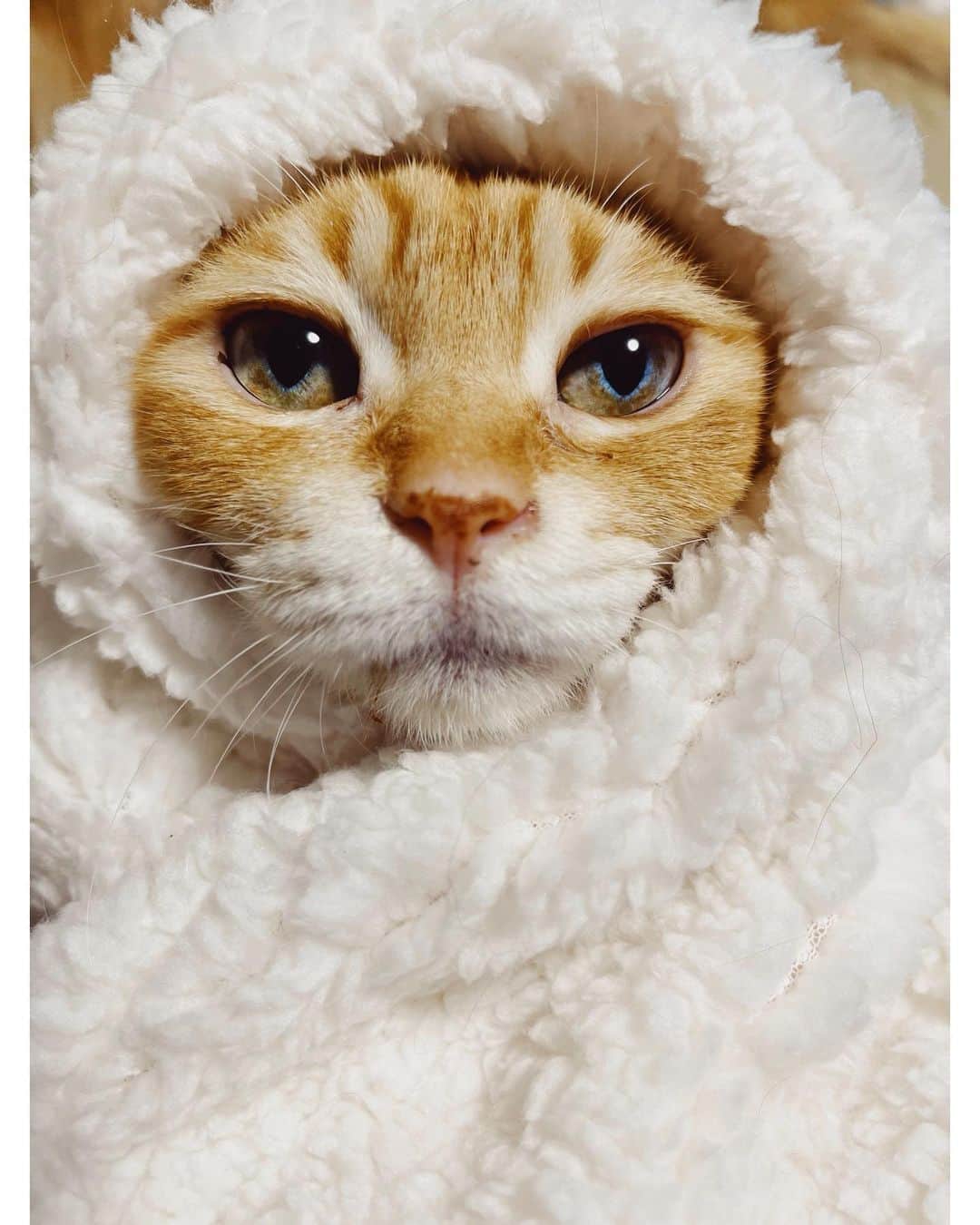 juntowaのインスタグラム：「とわ原因は不明のままですが、 しっかり歩けるようになり、 今日はキャットタワーの1番上に🏋🏻‍♀️ ご飯もカリカリを食べ出しました！  2つ目の動画は投薬1日目です。 後ろ足が力が入らなくて後ろに滑っていました。 発見した日は前足も力が入らなかったです😢  ステロイドが効いたので、脳炎か血栓かといった感じですが、 とりあえず元通りに近くなりました！ 今後は徐々にステロイドを減らして様子見になります。  ご心配をおかけしました🙇たくさんのコメントに救われました。ありがとうございました😭✨」