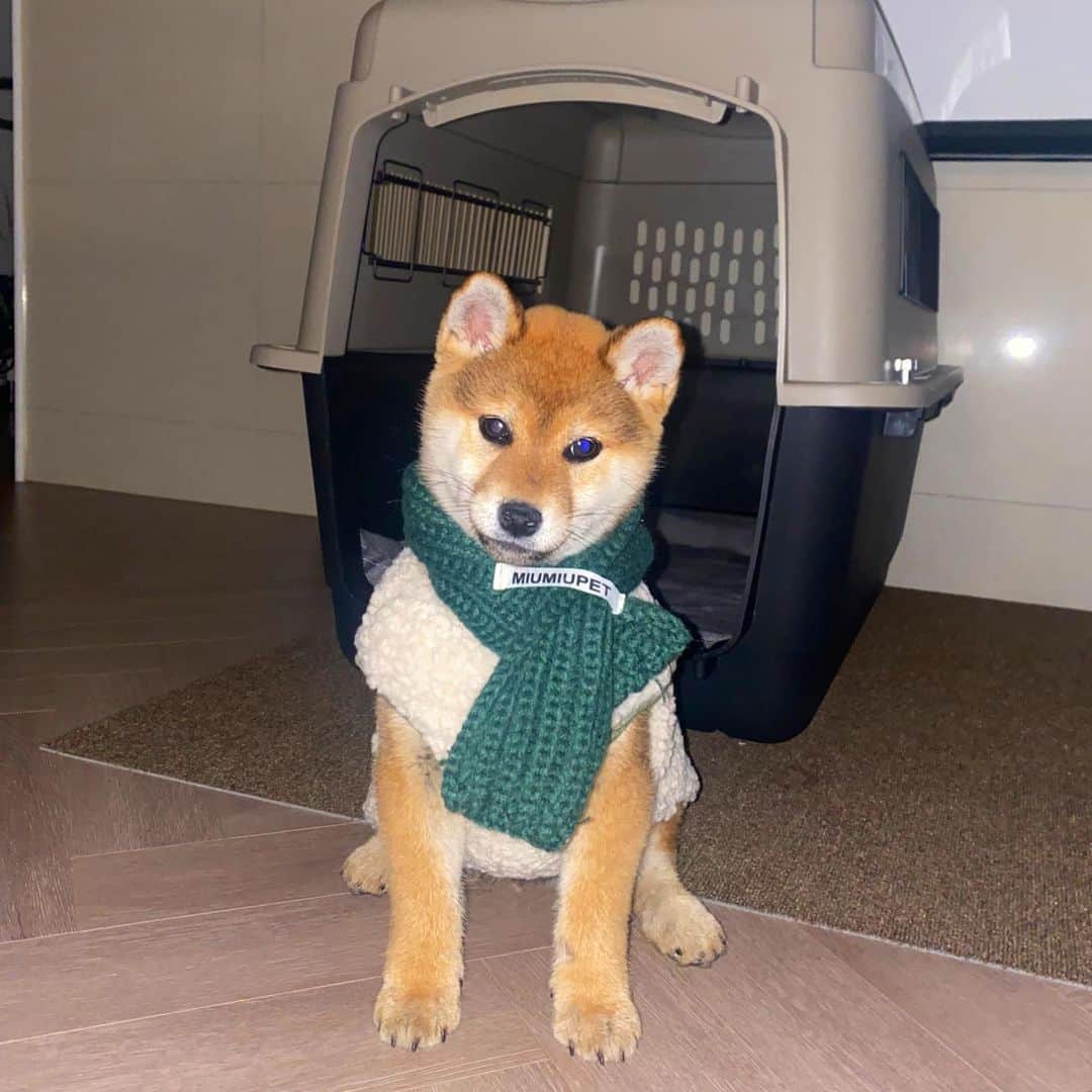 クォン・スジョンのインスタグラム：「옷 입혀놨더니 얼었음ㅋㅋㅋ 🤎   #시바 #콩시바 #시바견 애견옷은 #헬로마루」