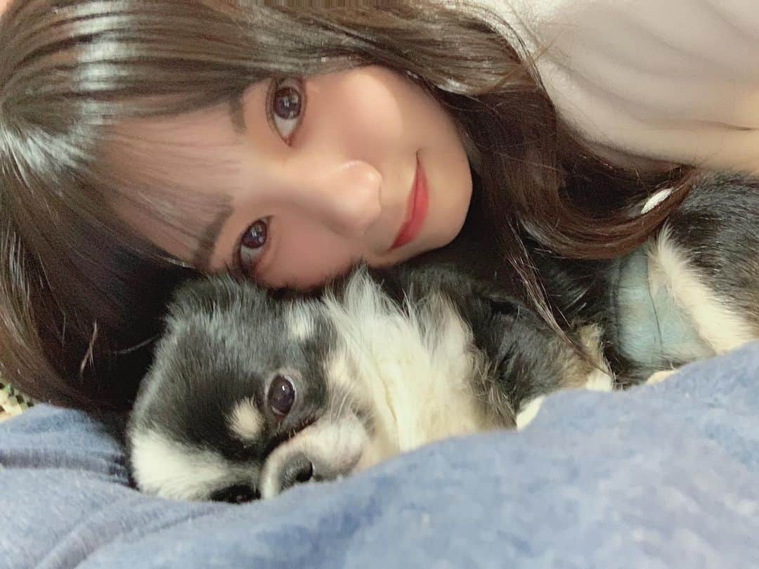 宮丸くるみのインスタグラム：「🐶🌙.*·̩͙  ・ ・ ・  #リリバリ #lilyofthevalley #アイドル #idol #jk #18歳 #高校生 #ロングヘア #巻き髪 #ぱっつん前髪 #シースルー前髪 #🐶 #犬 #チワワ #dog」