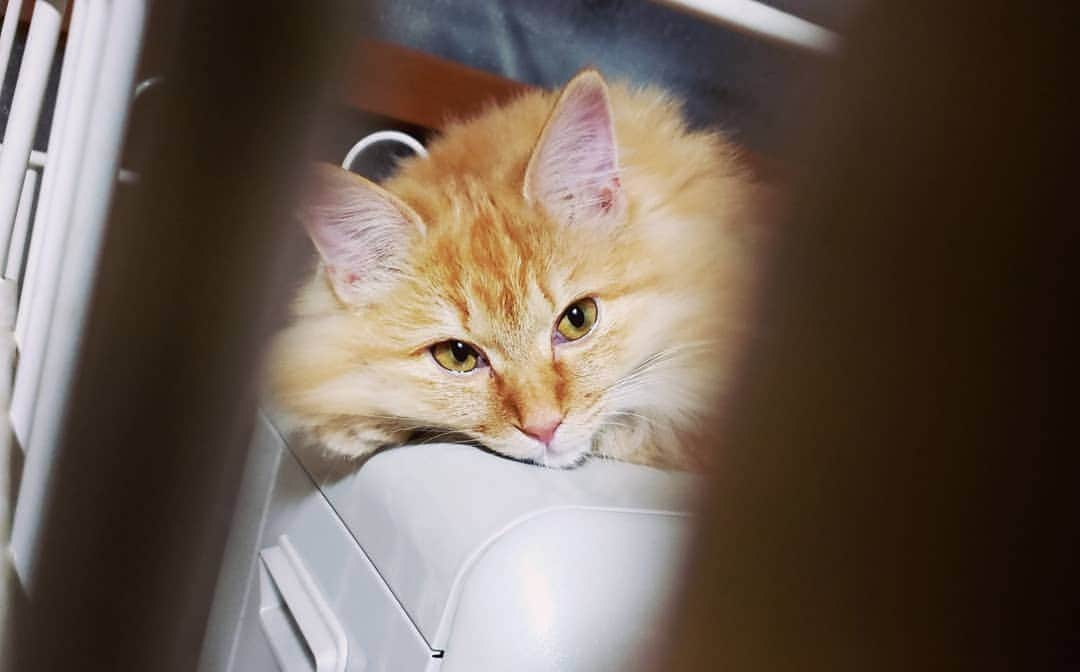 大久保裕太のインスタグラム：「#cat」