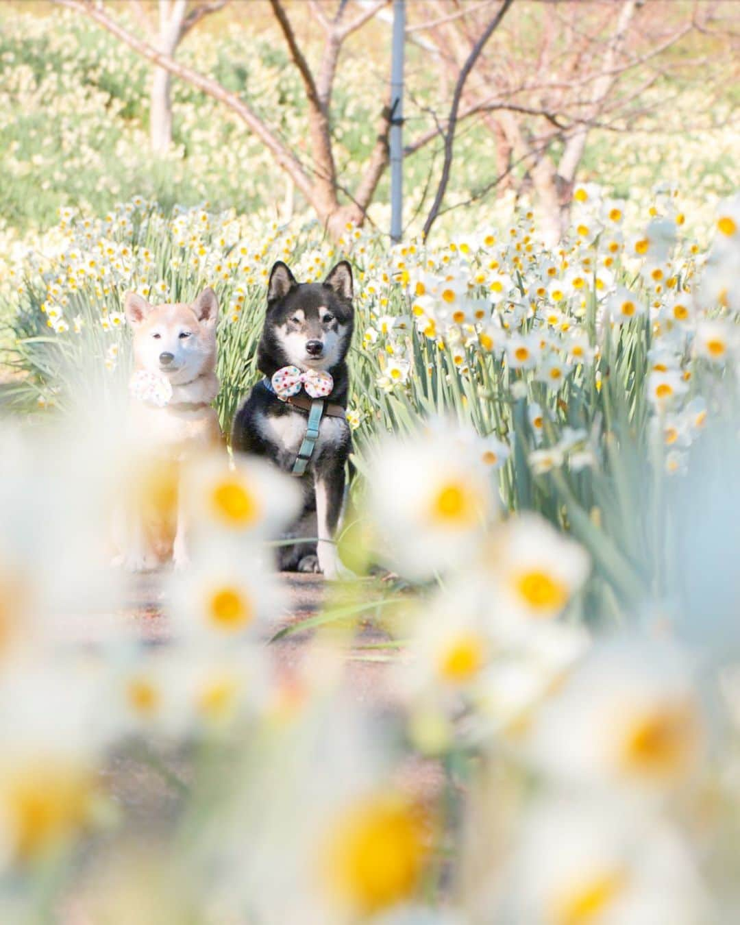 柴犬 けんしろう ゆりあさんのインスタグラム写真 - (柴犬 けんしろう ゆりあInstagram)「🐶💛🐶  こちらは「笑顔じゃないしな〜」と お蔵入りになっていた水仙photo📷 今だったらけんちゃんが お座りできてる時点で即採用だよー(笑)  【けんちゃん近況】 今日は前回から2週間ぶりの通院、けんちゃんの鍼灸治療でした🏥体重は前回の7.7kgからそのままキープ💮最近夜中や明け方に息づかいあらくうろうろするようになりおとぼけんちゃん度は増していますが(ストーリーズでの先生とお世話係の会話にクスッっとしちゃいました？)食事排泄などの体調面はまずまずです☺️気圧の影響を受けて日々体調が変わり、今日みたいな晴天の日は絶好調✨下り坂の日は頭も重いし身体の動きも悪くなり、そんな日は身体のバランスが悪く立ってるのもやっとなので、数日前からけんしろう号(車椅子♿︎)を導入しました！またこのお話は改めて😉 . . Location:Chiba(2019年1月撮影)」1月29日 20時25分 - nerishiro