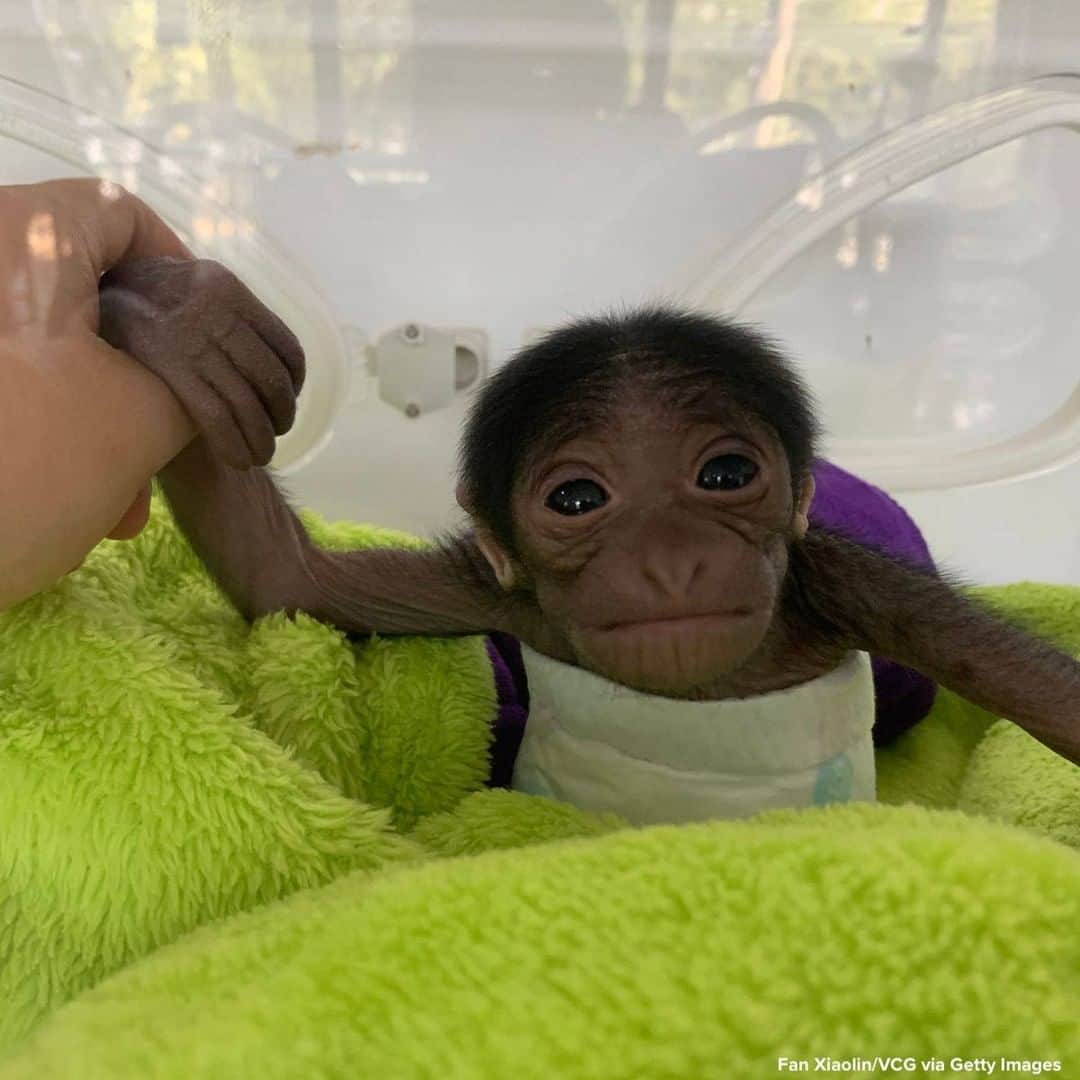 ABC Newsさんのインスタグラム写真 - (ABC NewsInstagram)「SURVIVOR: Baby siamang named ‘Lucky’ is seen at Hongshan Forest Zoo in Nanjing, China, one month after being born by caesarean section. #babyanimals」1月29日 20時44分 - abcnews