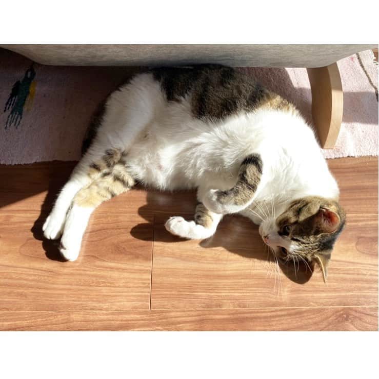 茉玲さや那のインスタグラム：「﻿ ﻿ えびのポーズ🍤﻿ ﻿ ﻿ #ひなたぼっこ﻿ #ねこ日和﻿ ﻿」