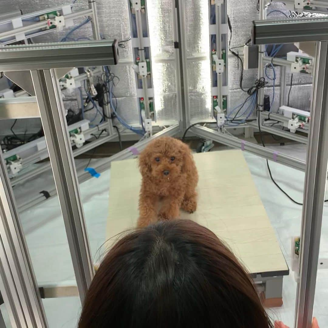 ひらのっちさんのインスタグラム写真 - (ひらのっちInstagram)「3Dsnapで撮影した画像ができあがりました📸🐶ウケるw  #トイプードル #3dsnap #トイプードル好きな人と繋がりたい」1月29日 20時46分 - hiranocchi