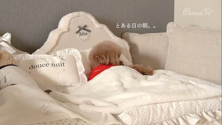 ショコラ❤︎あずき❤︎パンナのインスタグラム：「・ パンナのミニドラマ作りました😆良かったら本編YouTube見てください〜❣️ ・ いつもありがとうございます🙏🙇‍♀️ ・ #トイプードル #プードル #トイプー #いぬすたぐらむ #いぬバカ部 #犬 #toypoodlered #toypoodle #poodle #dog #dogs #instadog #cutedog #ilovemydog #dogstagram #あずしょこぱん #パンナ」