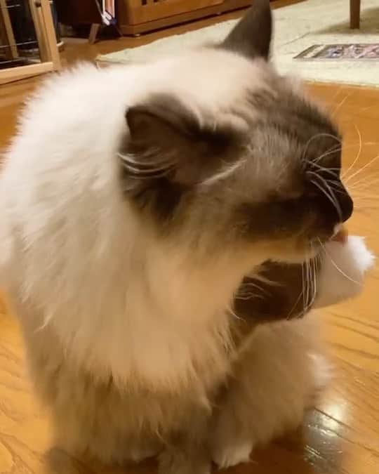 takegaeruのインスタグラム：「撮って出し🎥 嫁ちゃんから送ってもらった 誕生日にご馳走食べて ご満悦の9歳児です😽 #cat #猫 #ragdoll #ラグドール #ホワイトポッチーズ」